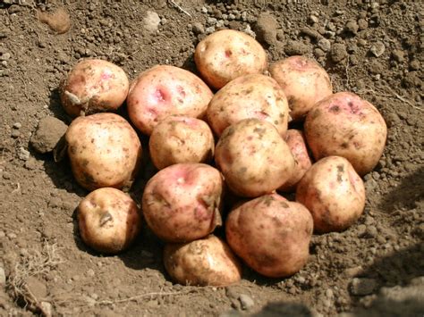Kerrs Pink Castlecor Potatoes