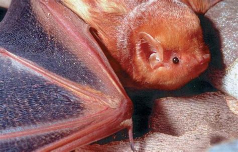 Red Bat Lasiurus Borealis Natureworks