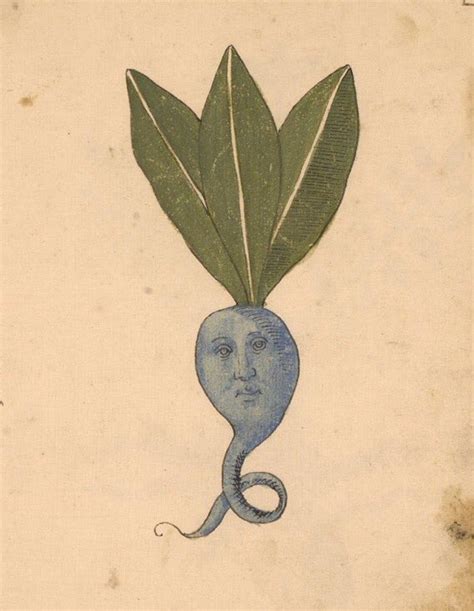 Weird Medieval Guys On Twitter A Plant Italy 15th Century T