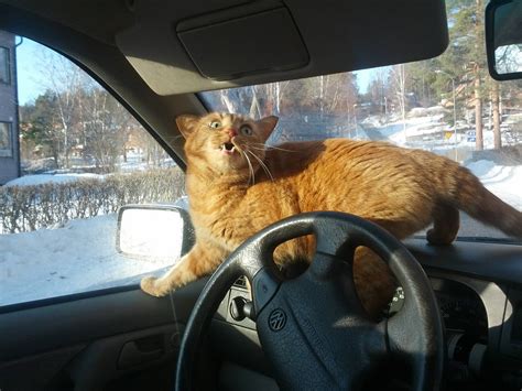 They need to get their bearings, orient themselves, and ease into feeling comfortable with the new smells this is especially true when you take your cat on a long distance road trip, and their new world becomes the backseat of a car moving at highway speeds. My friend just sent me this picture of his cat in the car ...