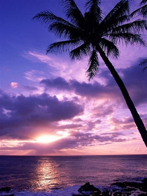 Nature Tahitian Paradise Sunrise Beach Ipad Iphone Hd