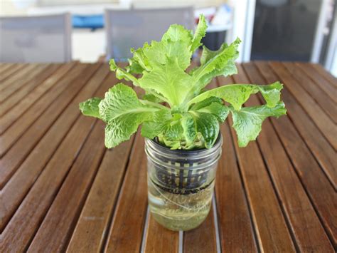 Regrow romaine lettuce from store bought scraps