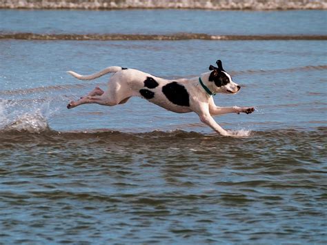 Swimmers Tail How To Treat Limber Tail In Dogs 2024