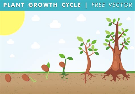 Plant Growth Cycle Free Vector Download Free Vector Art Stock