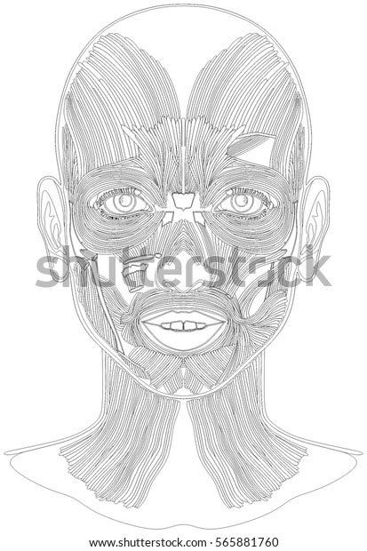 Human Face Muscles Anatomy Line Art Stock Illustration Shutterstock