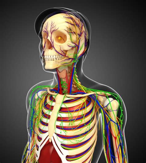 Lymphatic Skeletal Nervous And Circulatory System Of Male Anat