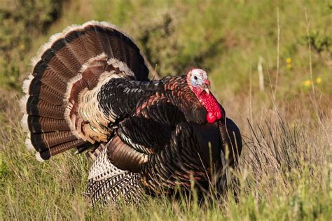 Gobble Gobble 6 Fun Facts About Turkeys Live Science