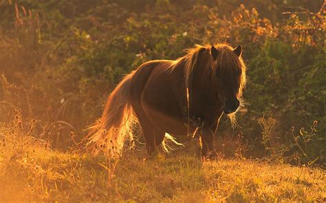 Brown Horse Sunset Field Evening Horses Beautiful Animals Hd