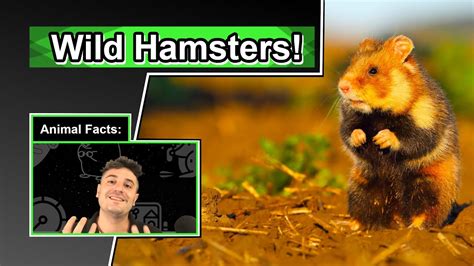 Hamster Facts 10 Animal Facts About Hamsters Youtube