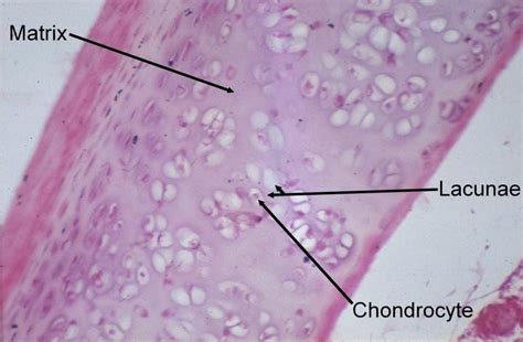 Hyaline Cartilage Tissue Under Microscope Micropedia