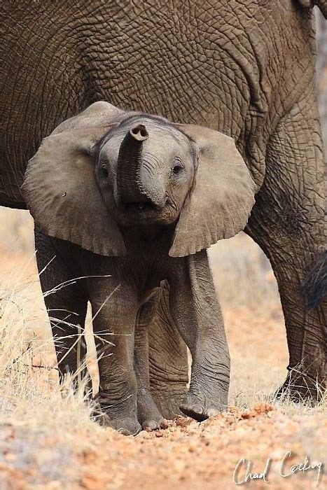Pin By Kathy Stanberg On Baby Elephants Elephant