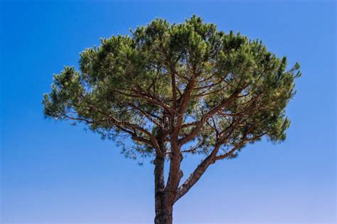 Coniferous Tree Close Up On A Background Of Blue Sky Stock Photo