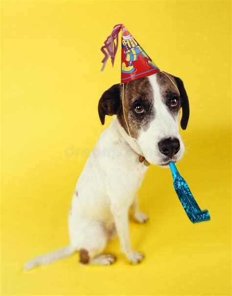 Dog Wearing Party Hat With Squeaker In Mouth Stock Photo Image Of