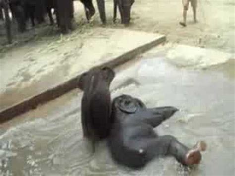 Check spelling or type a new query. Baby Elephants play in the water - YouTube