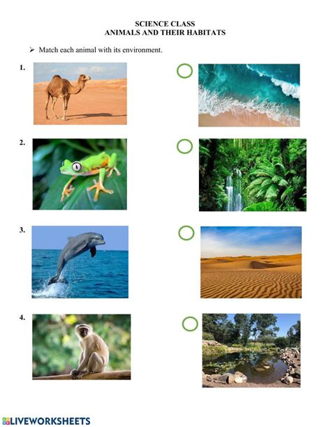 Animals and their habitats - Interactive worksheet | Habitat binatang