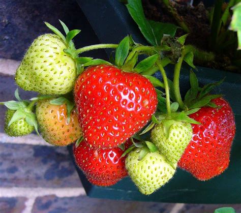 Growing Strawberries How To Successfully Grow Them In Containers