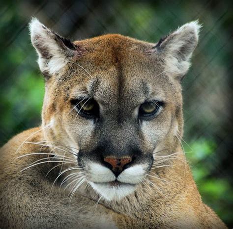 Team roster, salary, cap space and daily cap tracking for the florida panthers nhl team and their respective ahl team. Florida panther - cougar with a broken tail | DinoAnimals.com