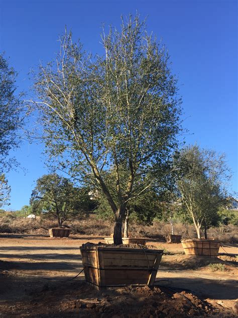 Quercus Agrifolia Coastal Live Oak Big Trees Nursery