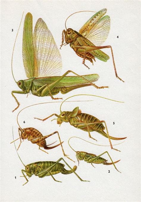 Vintage Print Crickets Bugs Insect Print Boy Bedroom Decor Insects