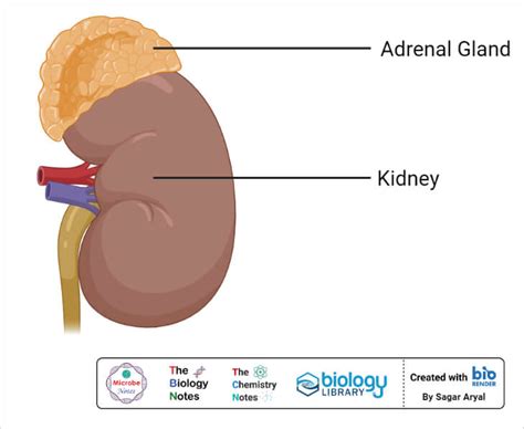 Difference Between Adrenal Gland And Pituitary Gland Bdazee