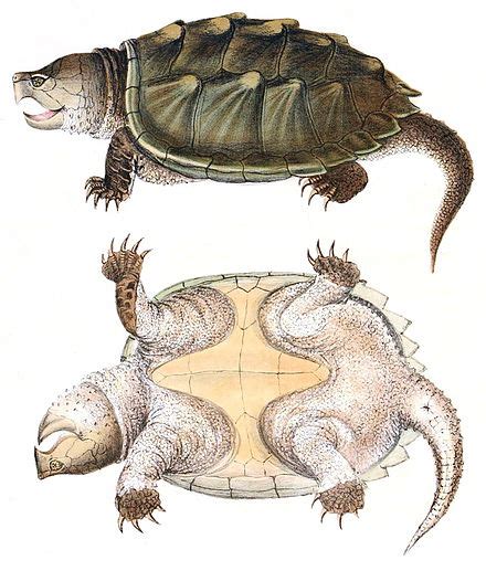 Alligator Snapping Turtle Wikipedia