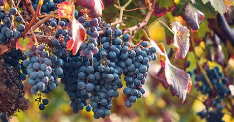 How To Grow And Care For Grapevines Gardeners Path