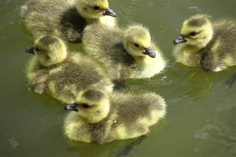 Free Images Nature Lake Cute Pond Wildlife Swim Fluffy Beak