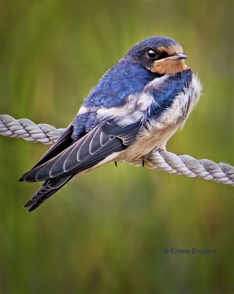 Fledgling Barn Swallow Emma England Nature Photography