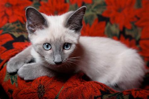 Do Siamese Cats Go Grey Reasons Why Faqcats Com