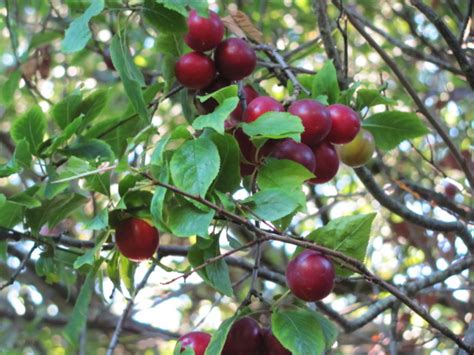 Fruit is a very characteristic feature for tree identification. ID this wild fruit tree (wildcrafting forum at permies)
