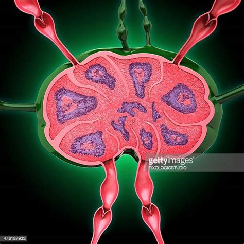 Lymph Node High Res Illustrations Getty Images