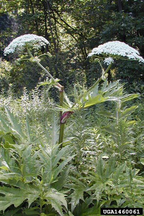 Giant Hogweed Heracleum Mantegazzianum Apiales Apiaceae 1460061