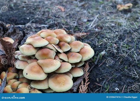 Mushrooms On Forests Floor Stock Photo Image Of Soil 233647416