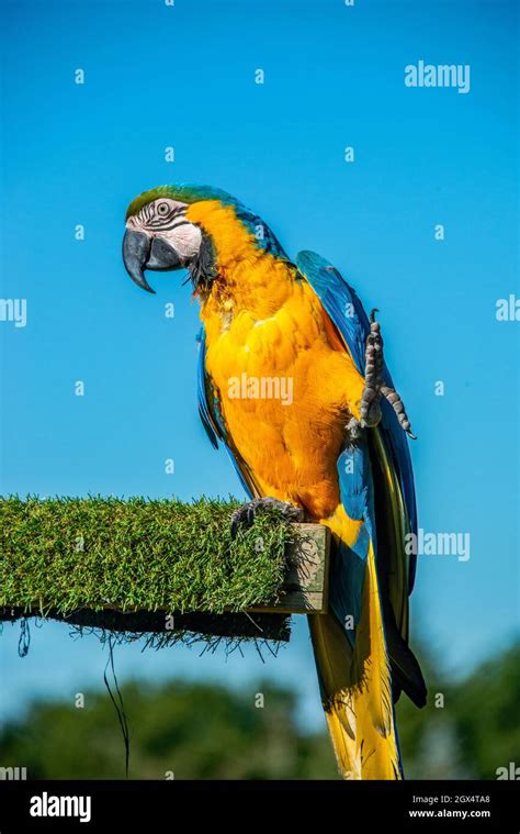 Aviculture Hi Res Stock Photography And Images Alamy