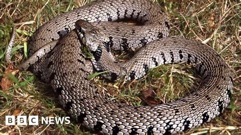 New Grass Snake Identified In The Uk