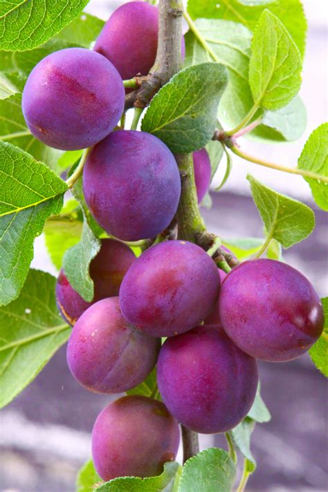 Methley Plum Tree Fruit Trees Isons Nursery And Vineyard