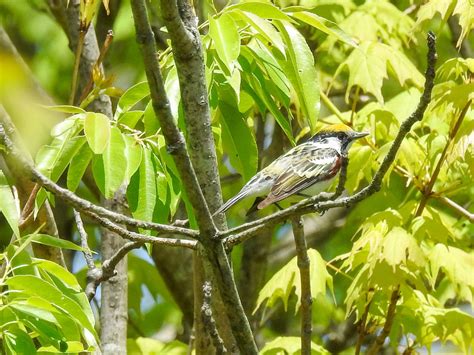 Chestnut Sided Warbler Spring 2016 Migration Central Ohio Birds And