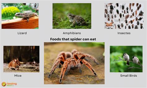 What Do Spiders Eat 10 Foods They Feed On