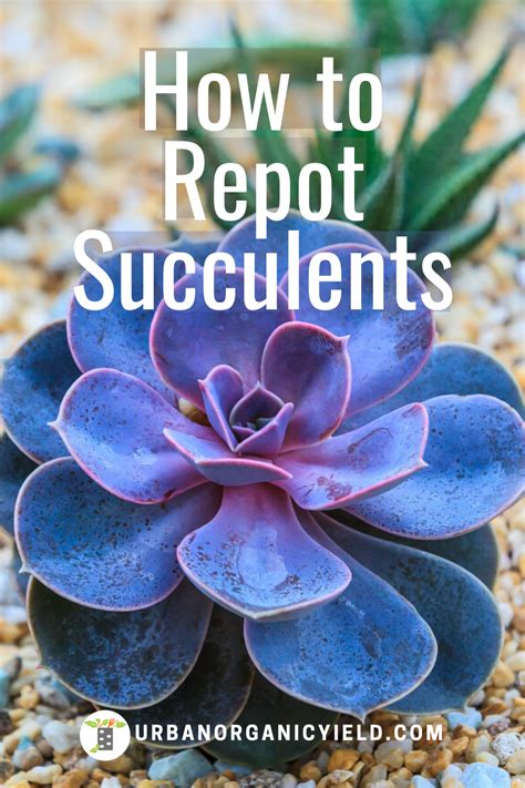 When To Repot Succulents Succulents Repotting Succulents Succulent