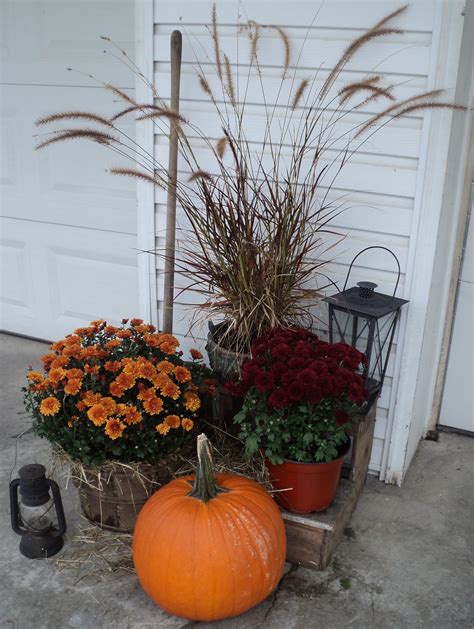 Mums And Pumpkins Mums In Pumpkins Pumpkins And Mums Fall Deco