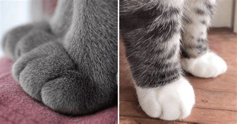 Feline Feetsies Of Fluffy Heaven 31 Cat Paws That Will Melt Your Heart