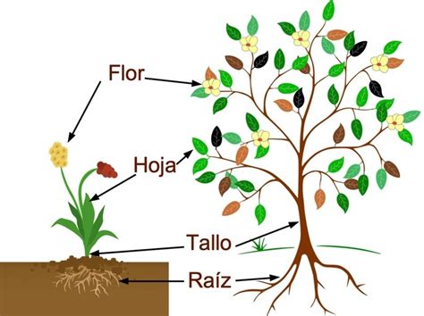 La Planta Y Sus Partes Mind Map