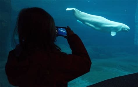 Marineland Vancouver Aquarium Shipping Beluga Whales Out Of The