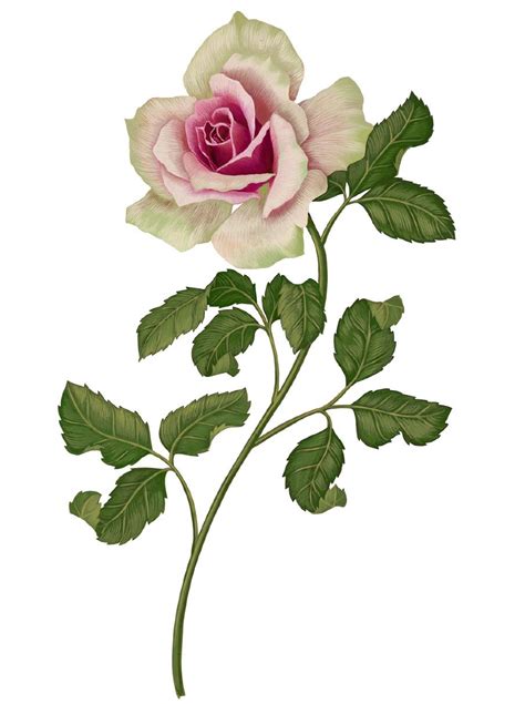 Flower Mural Botanical Illustration Rose Illustration