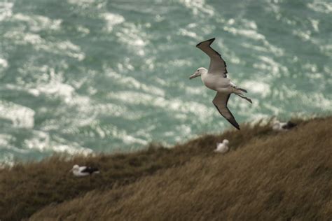 Most Unique New Zealand Wildlife About New Zealand