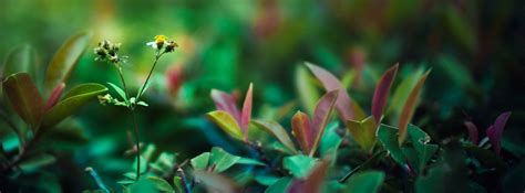 Nature Spring Facebook Covers Photo