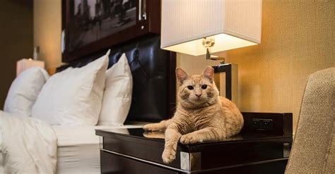 10 Purrfectly Cat Friendly Hotels And Vacation Rentals Bringfido