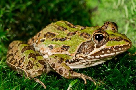 Amietia Delalandii Common River Frog