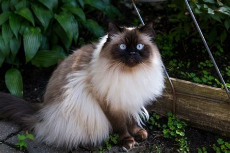 Himalayan Cat Breed Info Pictures Temperament And Traits Pet Keen