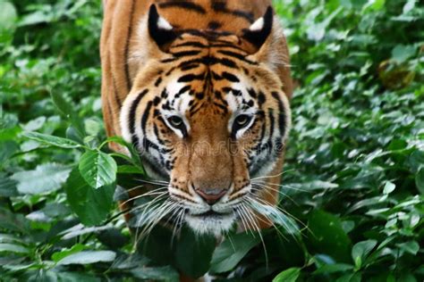 985 Scary Tiger Stock Photos Free And Royalty Free Stock Photos From